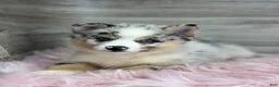 Pomsky dogs for sale: Scarlet - Ad 3