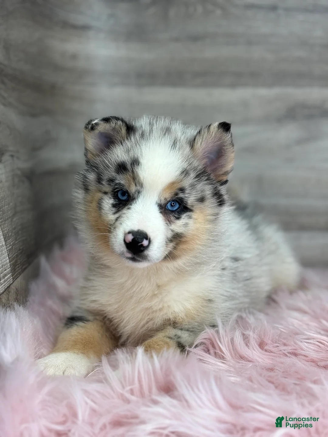 Pomsky dogs for sale: Scarlet - Ad 3