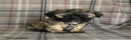 Shih Tzu dogs for sale: Twix - Ad 4