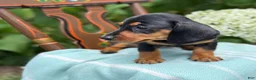Miniature Dachshund dogs for sale: Lupine - Ad 5
