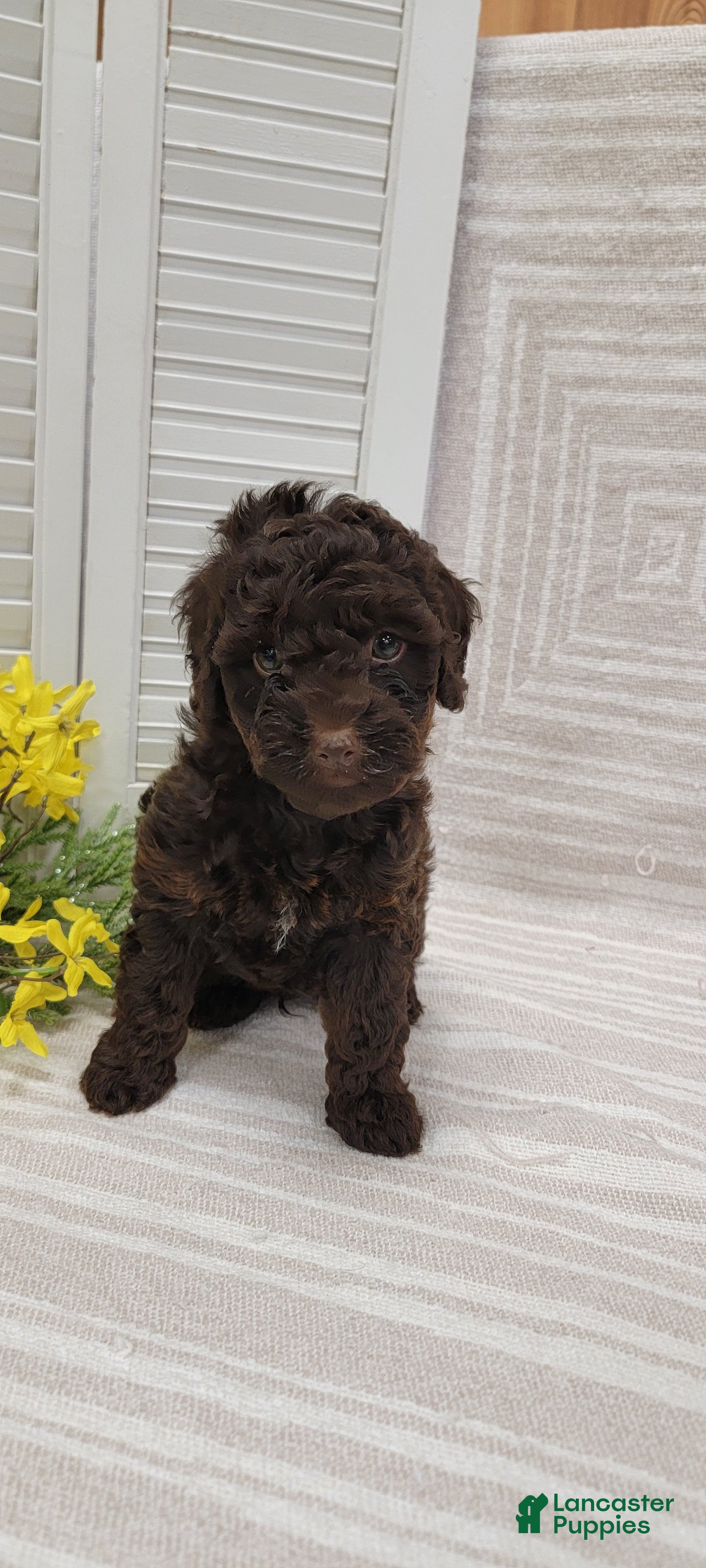 Cockapoo dogs Rusty - Ad 2