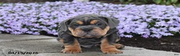 English Bulldog dogs for sale: Dozer - Ad 2