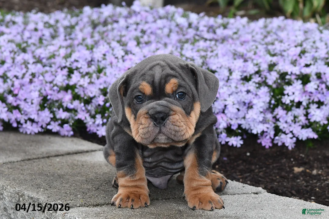 English Bulldog dogs for sale: Dozer - Ad 2