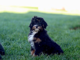 Mixed Breed dogs - Ad 19