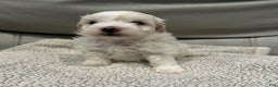 Maltipoo dogs for sale: Joel - Ad 8