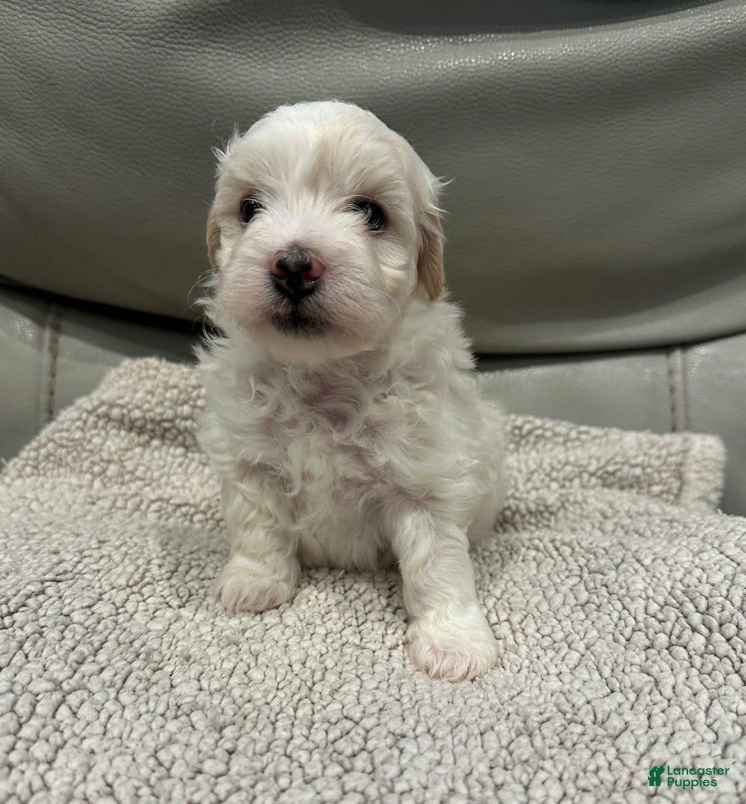 Maltipoo dogs for sale: Joel - Ad 8