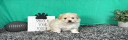 Pomapoo dogs for sale: Pomapoo 1 - Ad 3