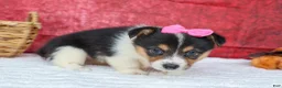 Welsh Corgi Pembroke dogs for sale: Annabelle🎀 - Ad 19
