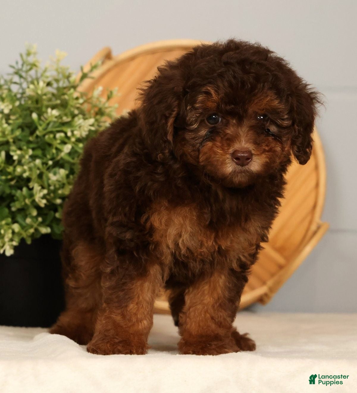 Toy Poodle dogs Saphire - Ad 1