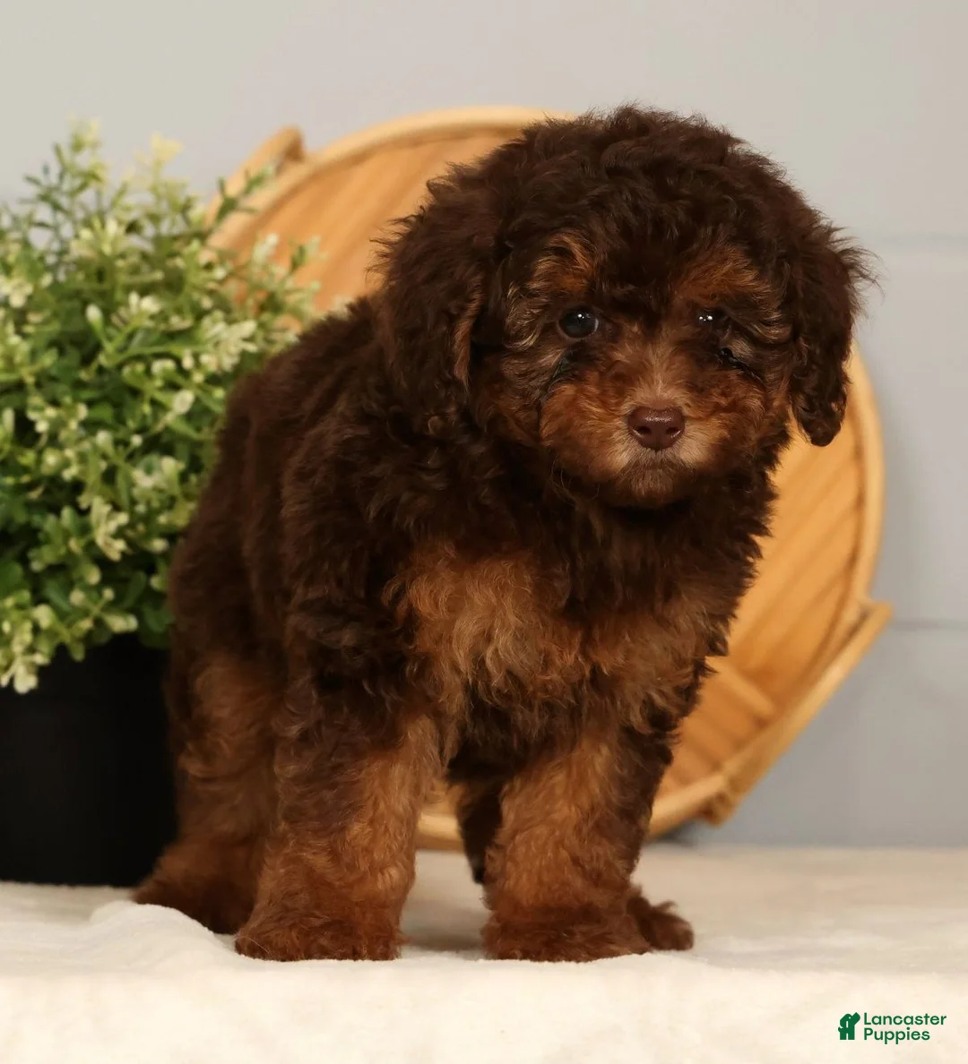 Toy Poodle dogs for sale: Saphire - Ad 1