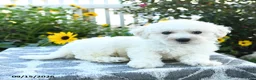 Bichon Frise dogs for sale: Blackberry - Ad 5