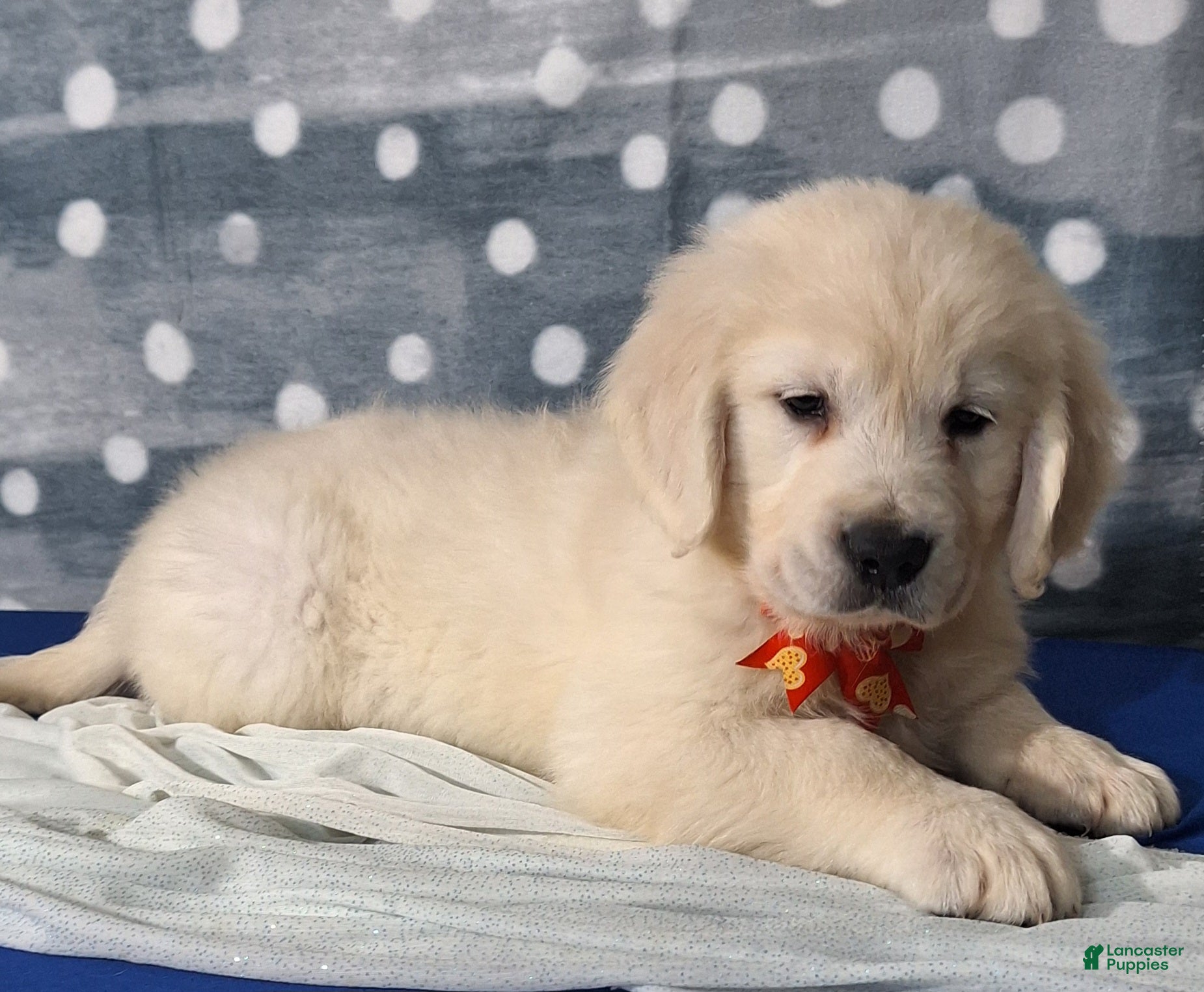 Golden Retriever dogs Jonah - Ad 17