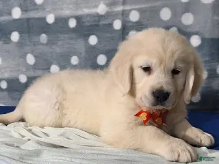 Golden Retriever dogs Jonah - Ad 32