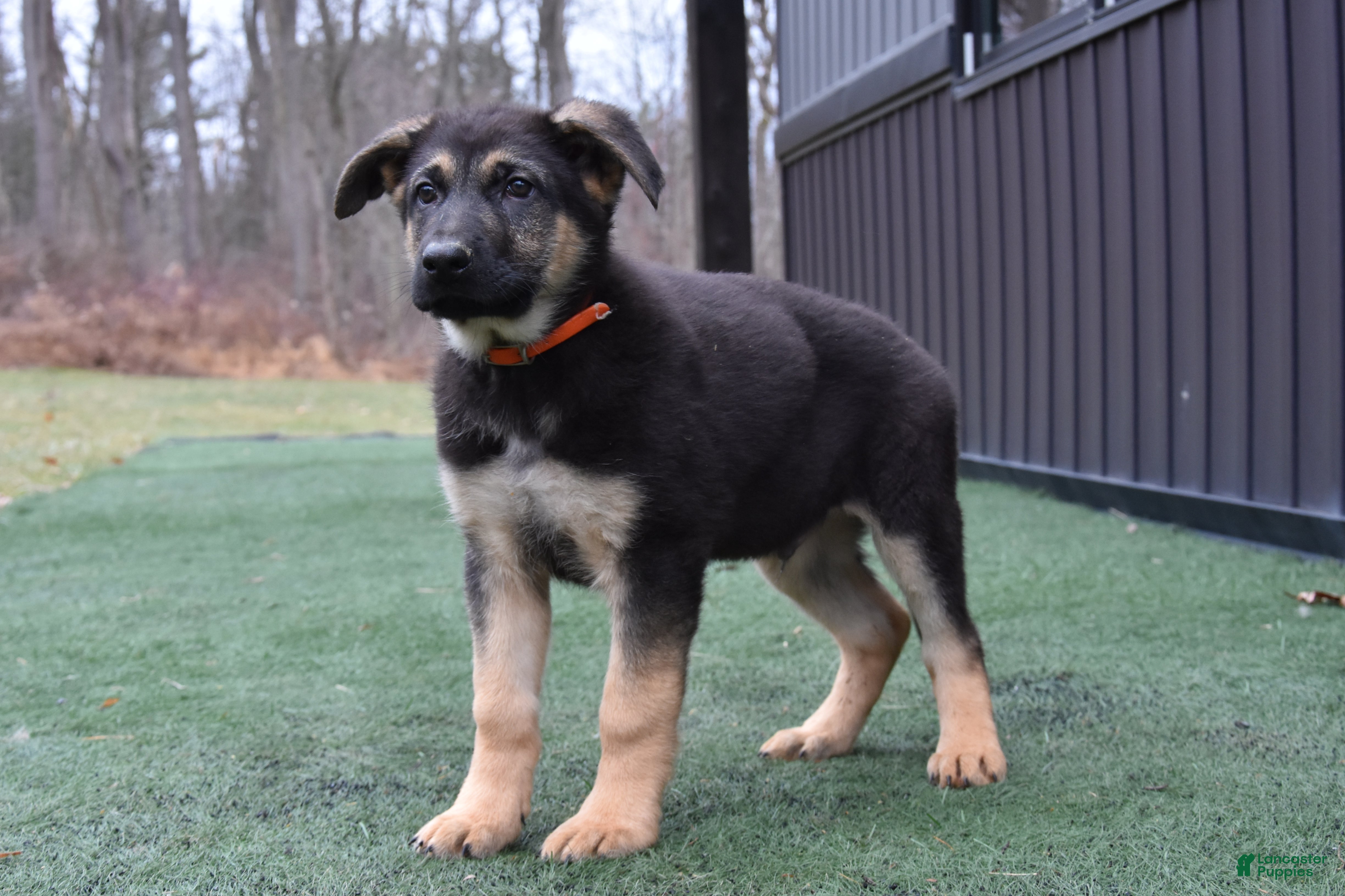 German Shepherd dogs Logan - Ad 2