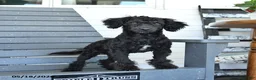 Miniature Poodle dogs for sale: Teddy - Ad 5