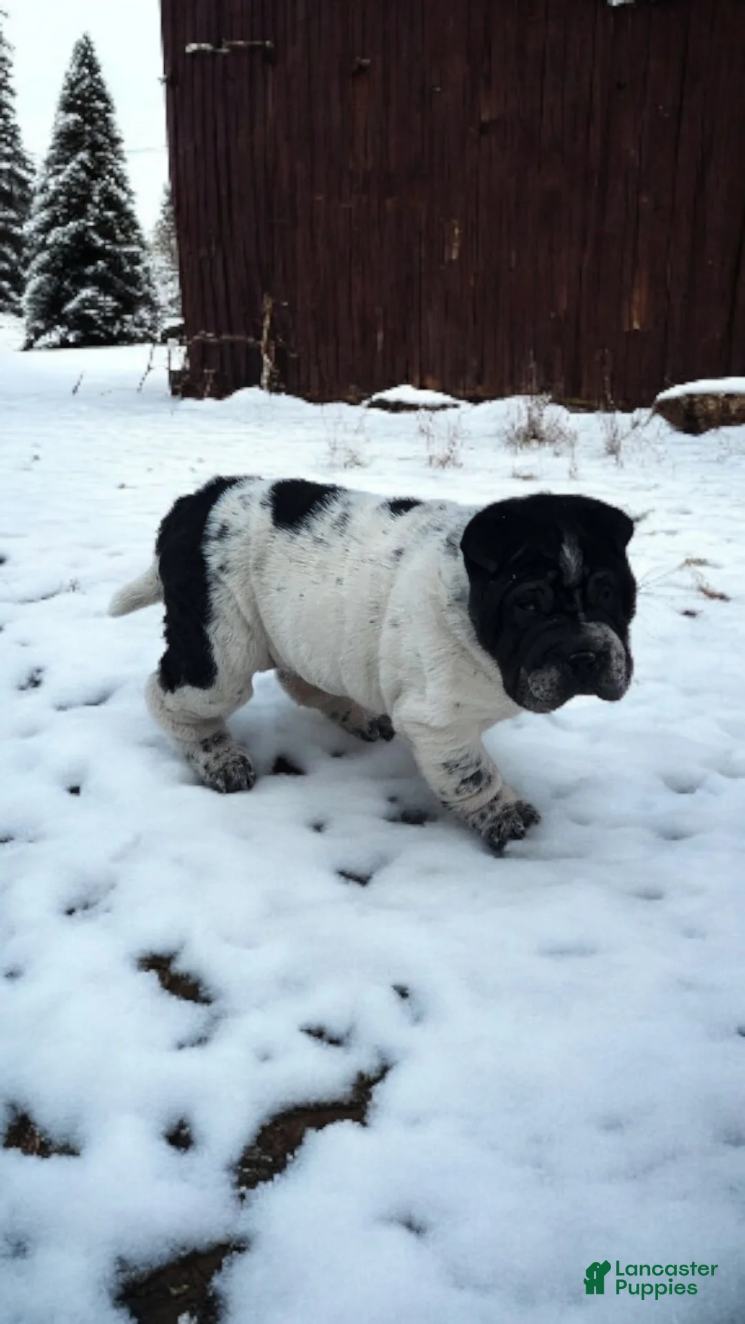Shar Pei dogs for sale: Oreo black flower mini - Ad 26