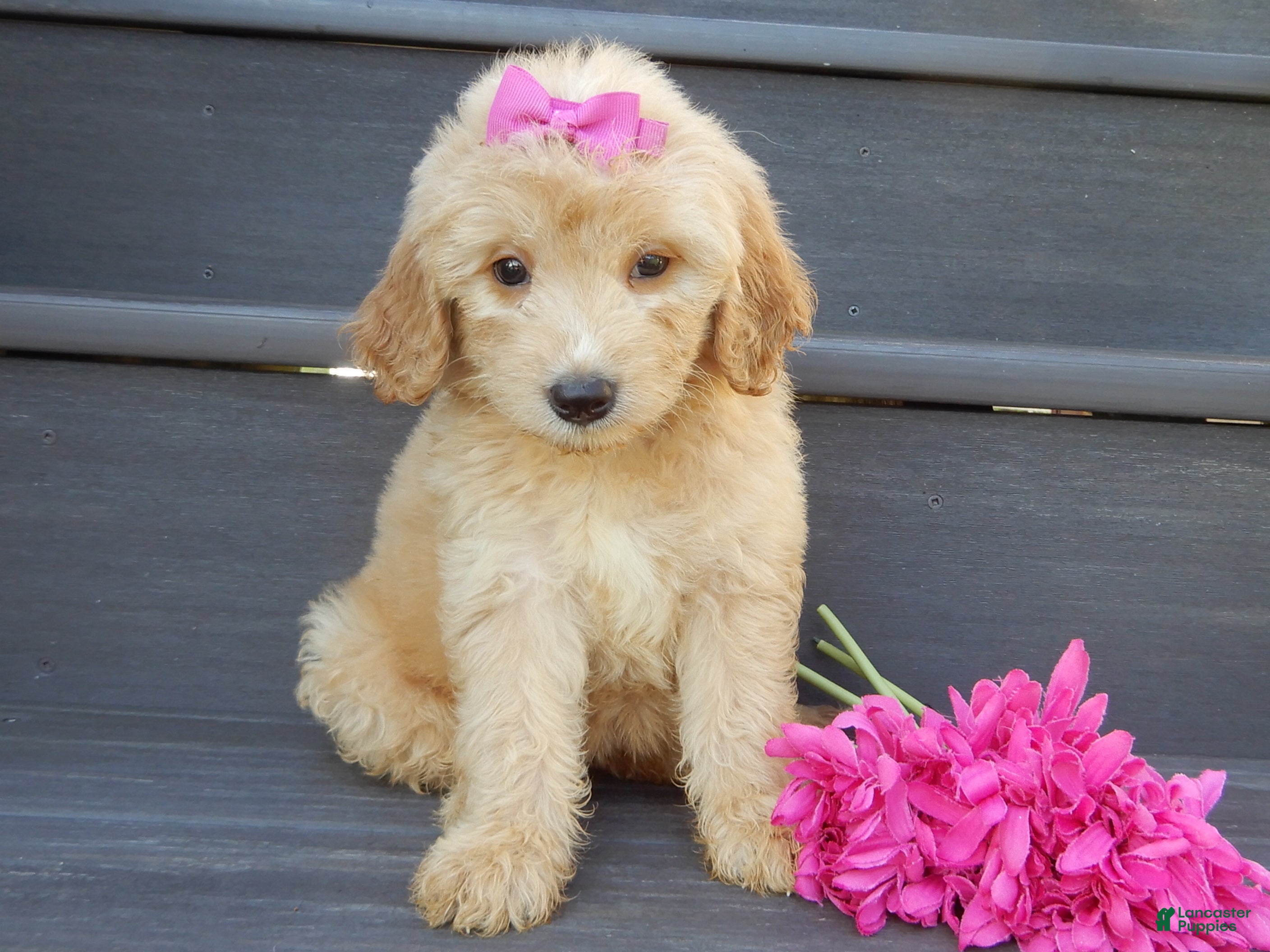 Mini Goldendoodle dogs Penny (medium) - Ad 1