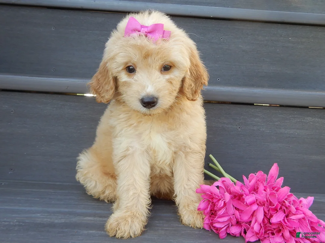 Mini Goldendoodle dogs for sale: Penny (medium) - Ad 1