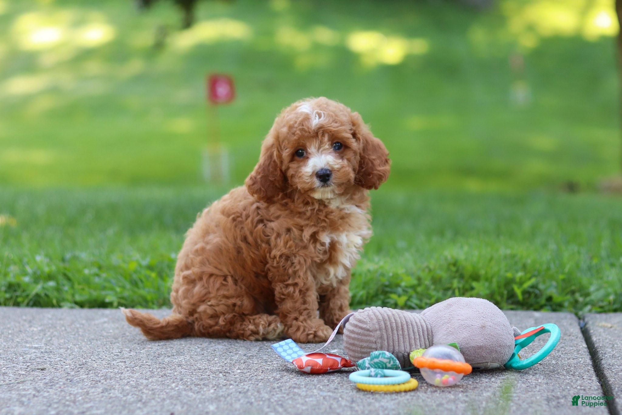 Cavapoo dogs Jaxon - Ad 2
