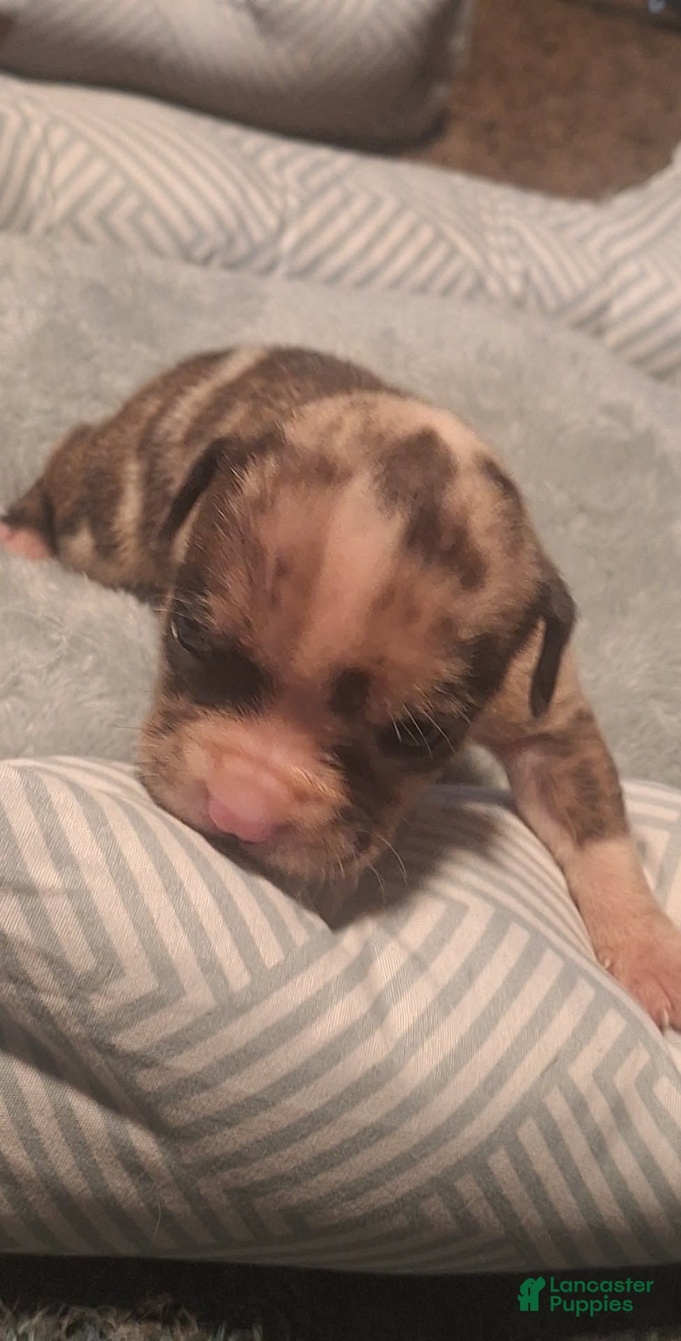 American Bully dogs American Bully 4 - Ad 1