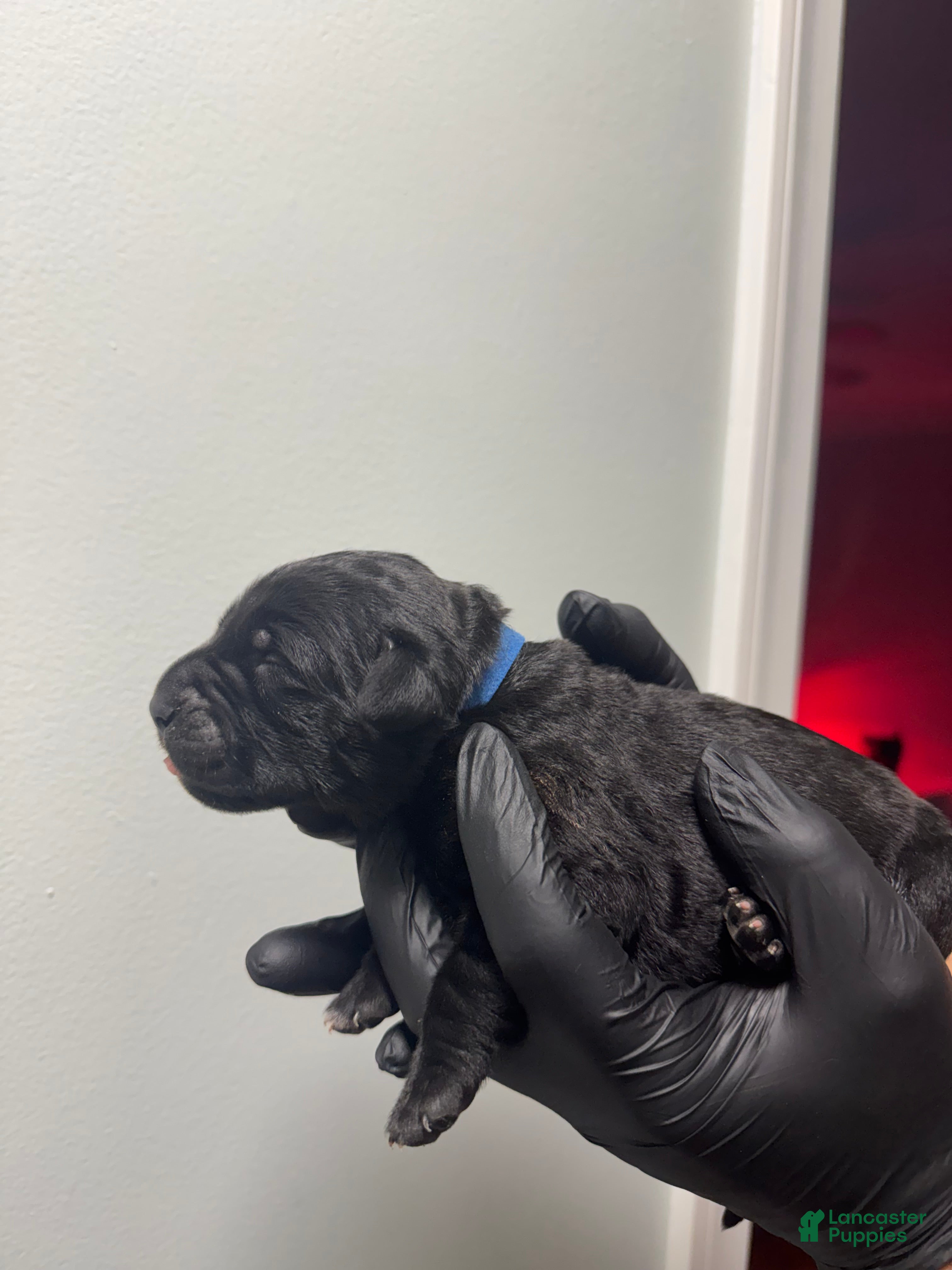 Cane Corso dogs Debonair  - Ad 16