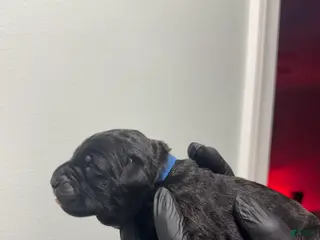 Cane Corso dogs Debonair - Ad 16