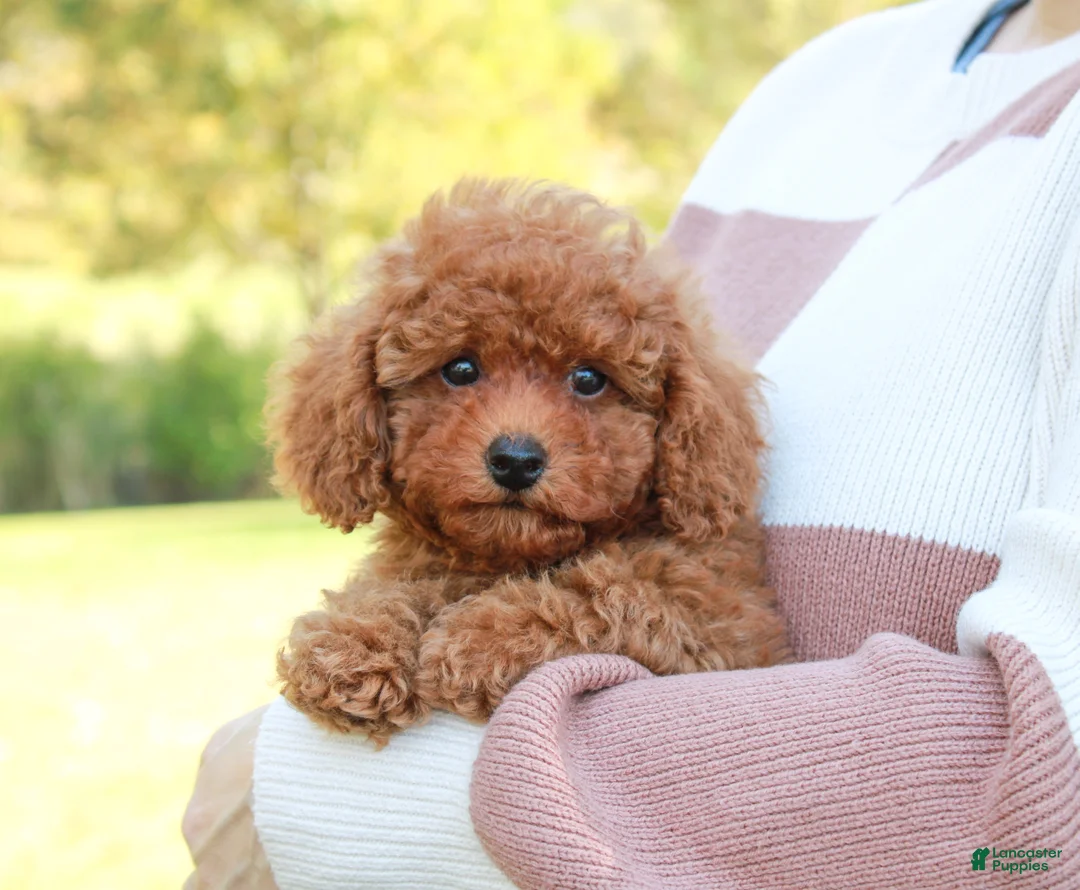 Toy Poodle dogs for sale: Percival - Ad 1
