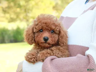 Toy Poodle dogs Percival - Ad 41
