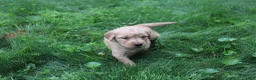 Golden Retriever dogs for sale: Golden Retriever 1 - Ad 5