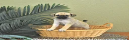 Mixed Breed dogs for sale: Charlotte - Ad 4