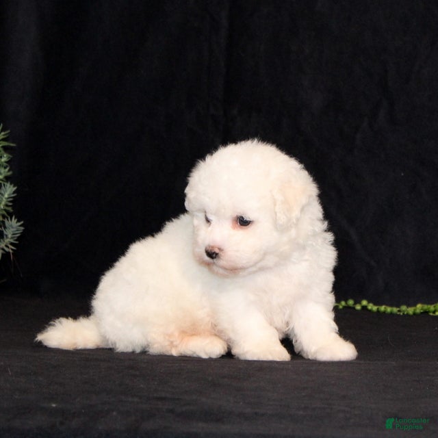 Bichon Frise dogs Elvira - Ad 2