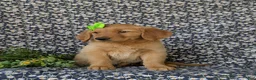 Golden Retriever dogs for sale: Camellia - Ad 4