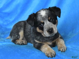 Australian Cattle Dog dogs - Ad 34