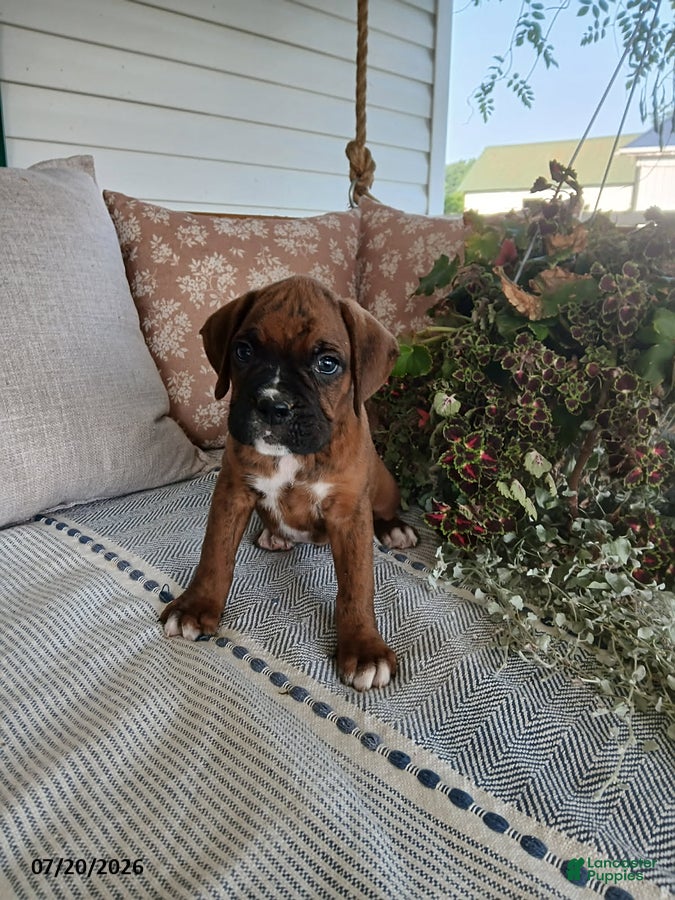 Boxer dogs Riley - Ad 2
