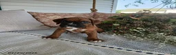 Boxer dogs for sale: Riley - Ad 2