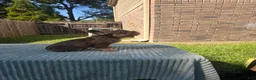 French Bulldog dogs for sale: Canelo - Ad 5