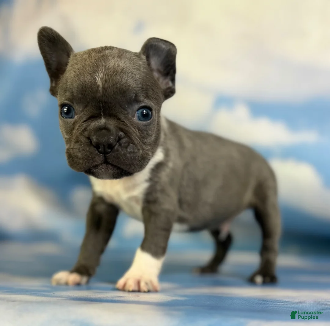Frenchton dogs for sale: Lionel  - Ad 1