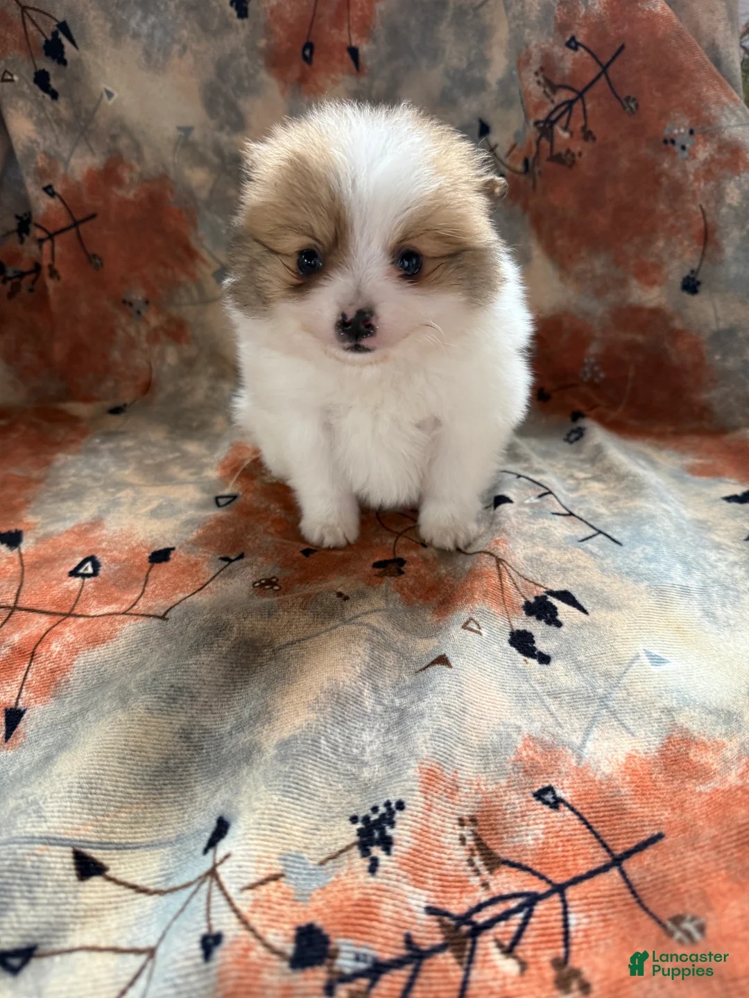 Pomeranian dogs for sale: Caleb - Ad 17