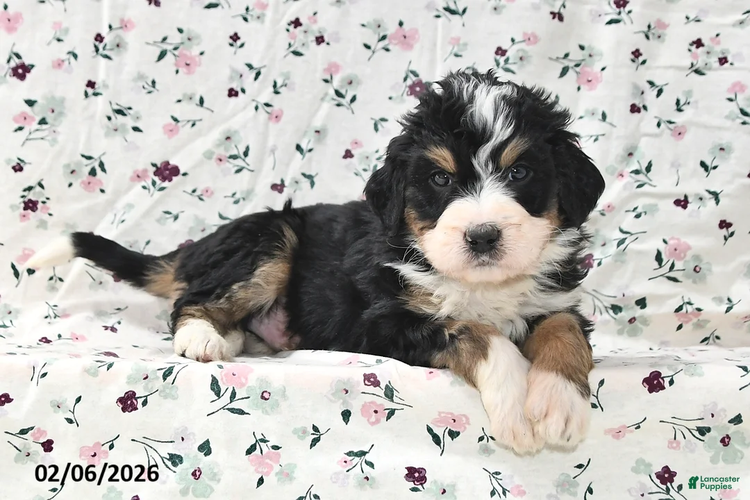 Bernedoodle dogs for sale: Gunner - Ad 5