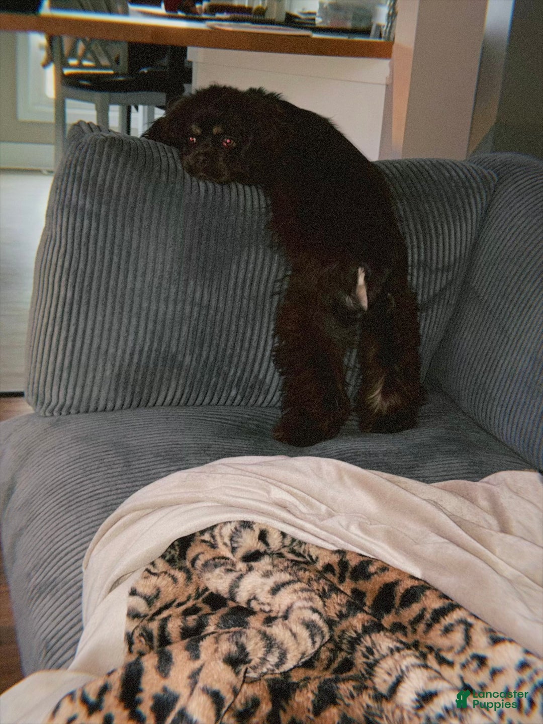 Cocker Spaniel dogs for sale: Cocker Spaniel Puppy 6 - Ad 4