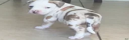 American Bully dogs for sale: American Bully 4 - Ad 5