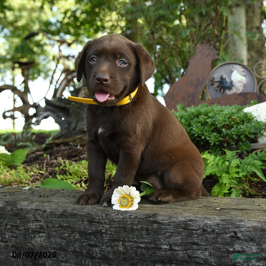 Labrador Retriever dogs Teddy - Ad 1