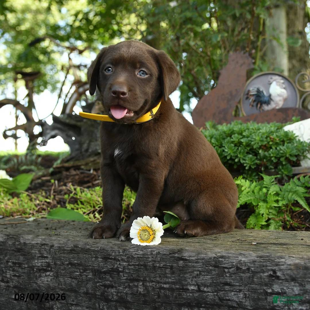 Labrador Retriever dogs for sale: Teddy - Ad 1