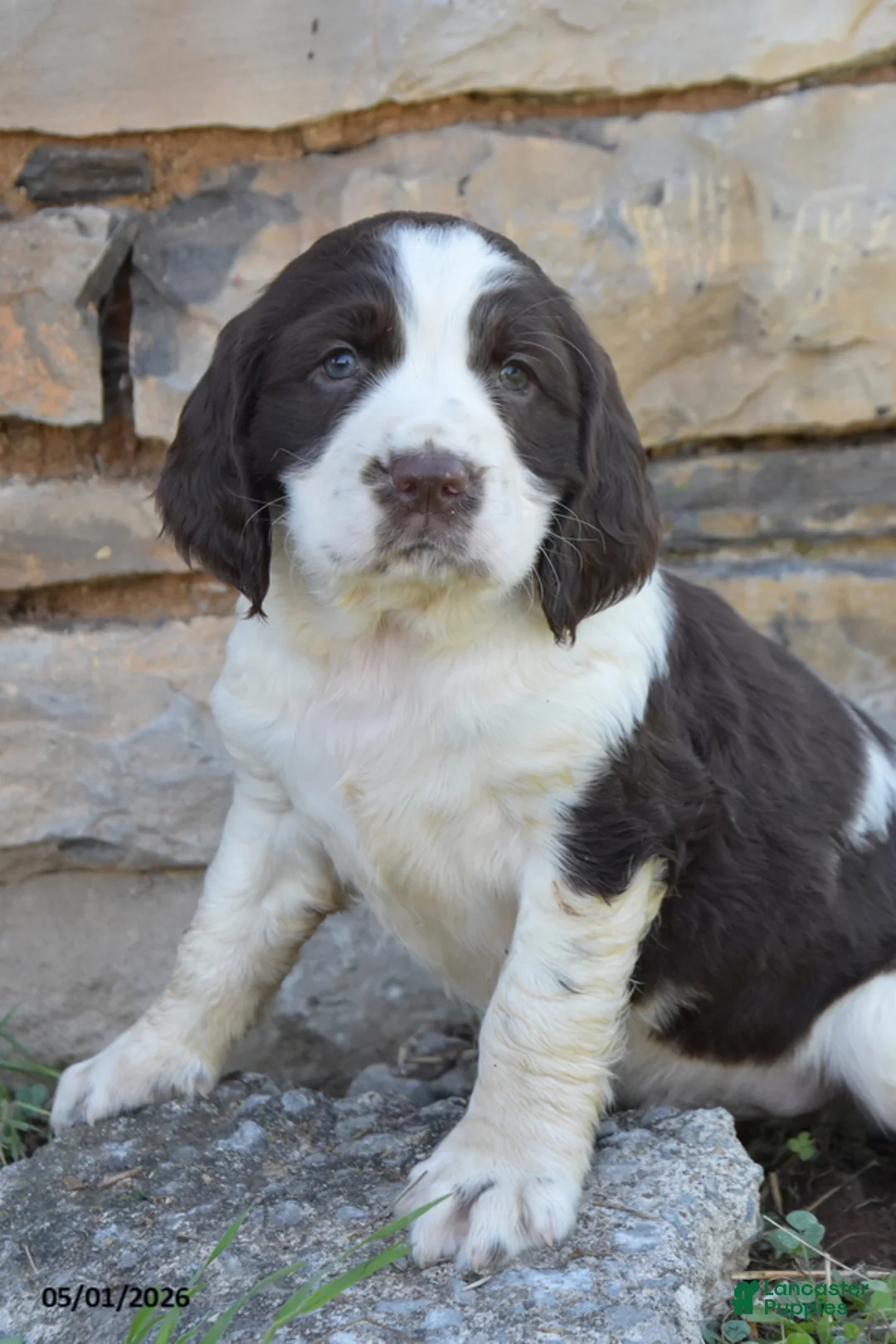English Springer Spaniel dogs for sale: Skip - Ad 2
