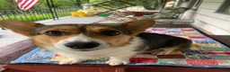 Welsh Corgi Pembroke dogs for sale: Pacha  - Ad 20