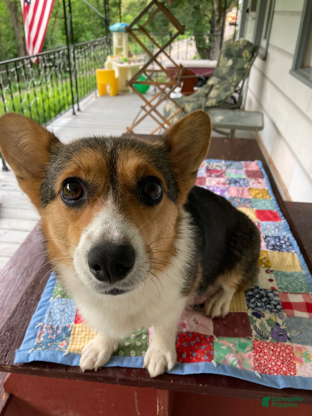 Welsh Corgi Pembroke dogs for sale: Pacha  - Ad 20