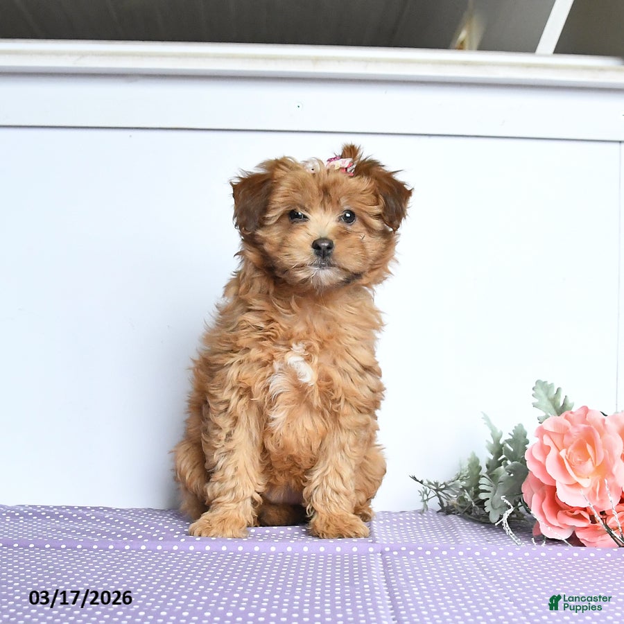 Mini Aussiedoodle dogs Curly - Ad 2