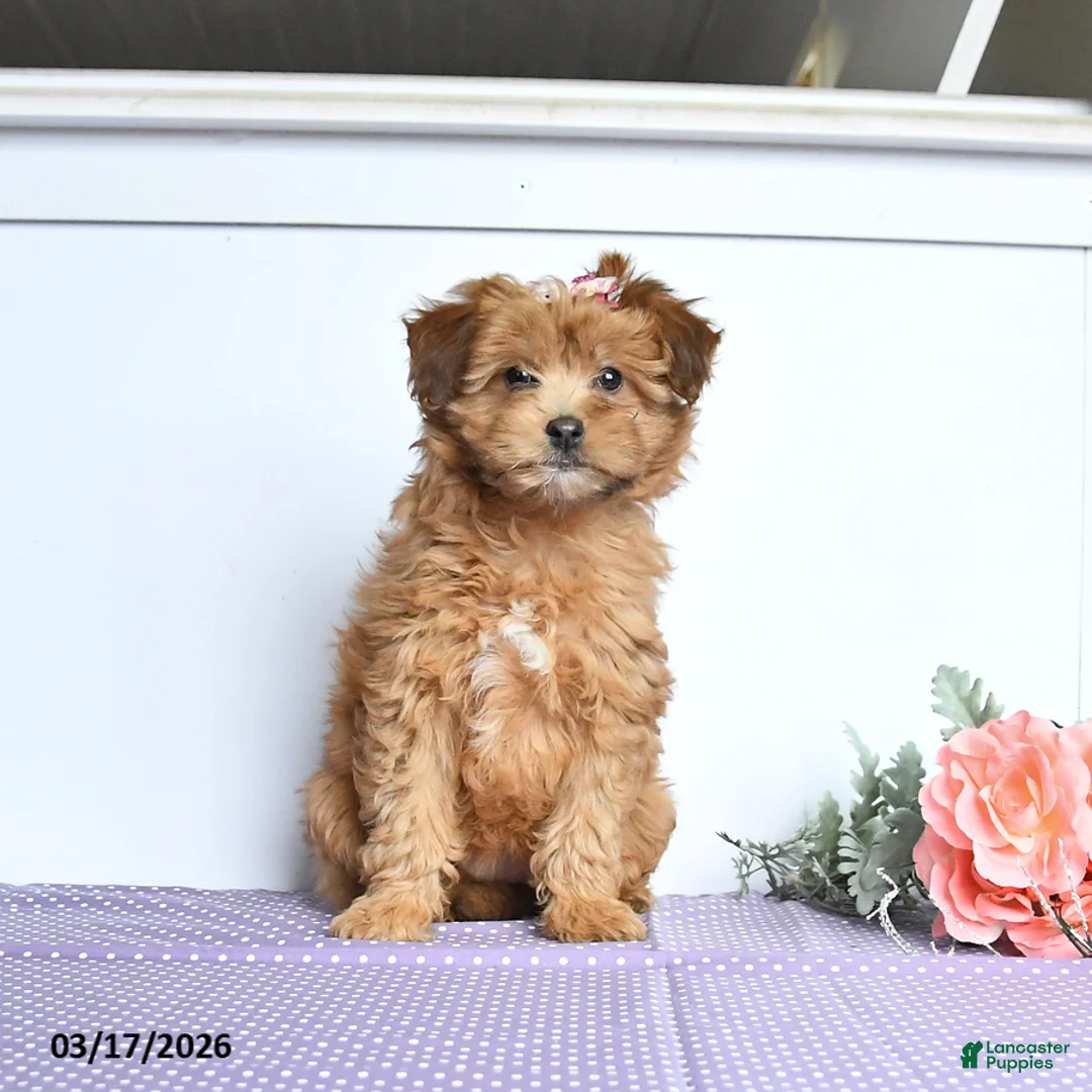Mini Aussiedoodle dogs for sale: Curly - Ad 2