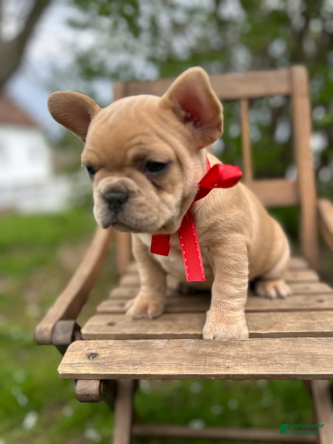 French Bulldog dogs for sale: French Bulldog Puppy 5 - Ad 2