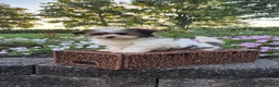 Mixed Breed dogs for sale: Ember - Ad 5